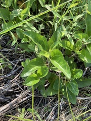 Helianthus silphioides