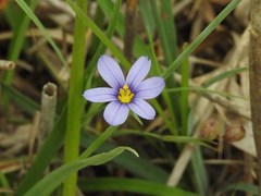Sisyrinchium montanum