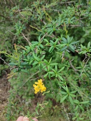 Berberis × stenophylla