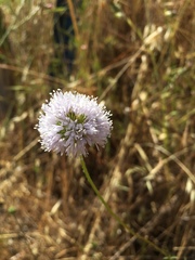 Gilia capitata