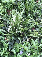 Hyacinthus orientalis
