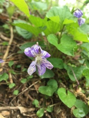 Cucumber mosaic virus