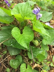 Cucumber mosaic virus