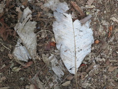 Magnolia obovata