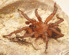 Myrmekiaphila comstocki