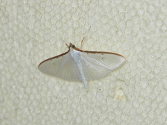 Palpita warrenalis