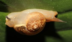 Sheldoniinae