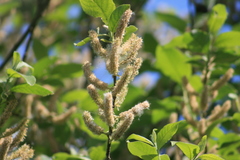 Salix