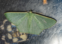 Thalassodes immissaria