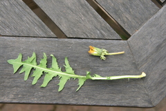 Taraxacum corynodes