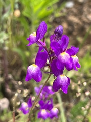 Linaria ricardoi