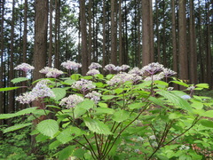 Hydrangea hirta
