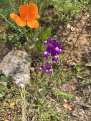 Linaria ricardoi