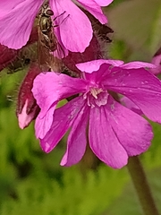 Platycheirus manicatus