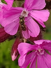 Platycheirus manicatus