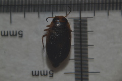 Hydroporus palustris