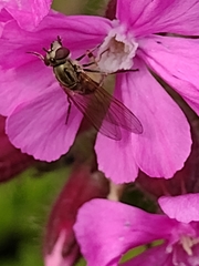 Platycheirus manicatus