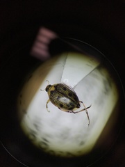 Peltodytes edentulus