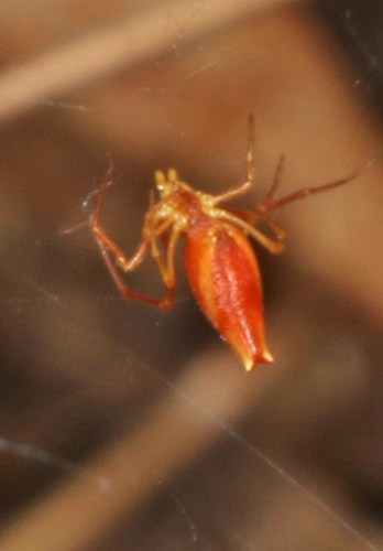 Horned Parasitic Cobweaver photo 2