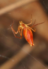 Neospintharus trigonum