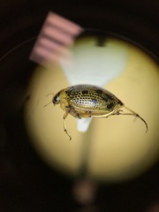 Peltodytes edentulus