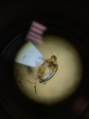 Peltodytes edentulus