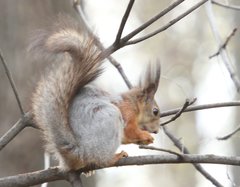 Sciurus vulgaris