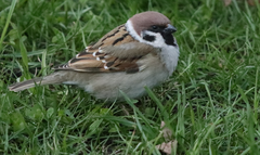Passer montanus