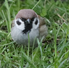 Passer montanus