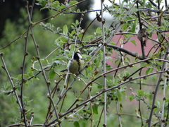 Parus major