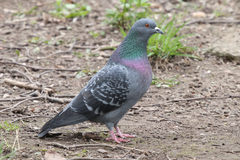 Columba livia domestica