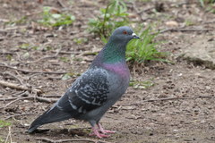 Columba livia domestica