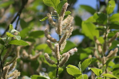 Salix