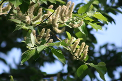 Salix