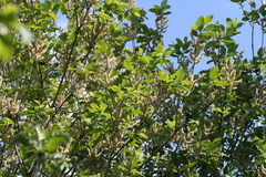 Salix