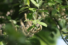 Salix