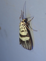 Heortia vitessoides