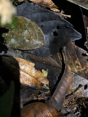 Pristimantis altamnis