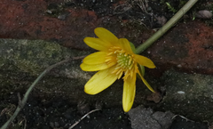 Ficaria verna