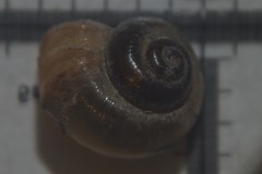 Valvata piscinalis