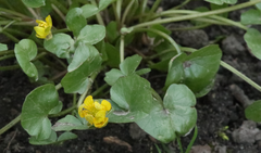 Ficaria verna