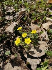 Potentilla fragarioides