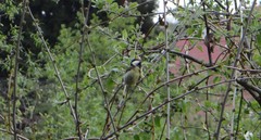 Parus major