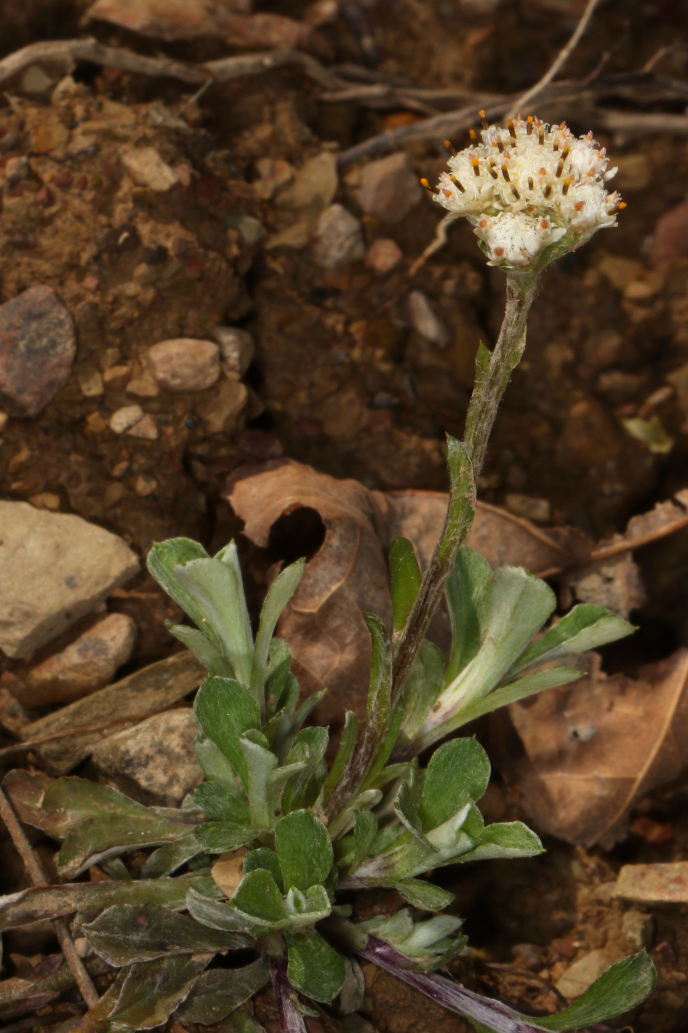 Antennaria virginica