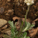 Antennaria virginica - Photo (c) Judy Gallagher, algunos derechos reservados (CC BY), uploaded by Judy Gallagher