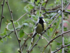 Parus major
