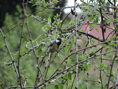 Parus major
