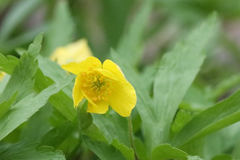 Anemonoides ranunculoides