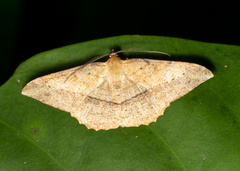 Pseudonadagara semicolor