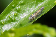 Graphocephala aurora